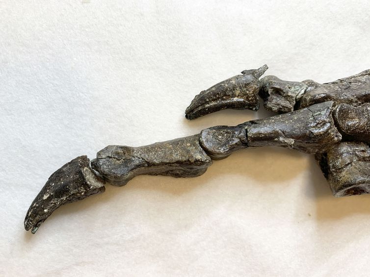Detalhe da pata do fóssil do Aratasaurus museunacionali encontrado no Ceará